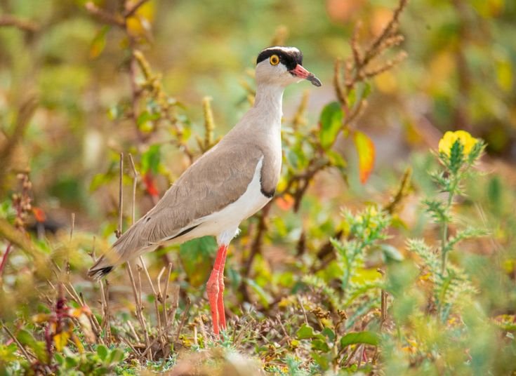 Crowned Lapwing in Tanzania